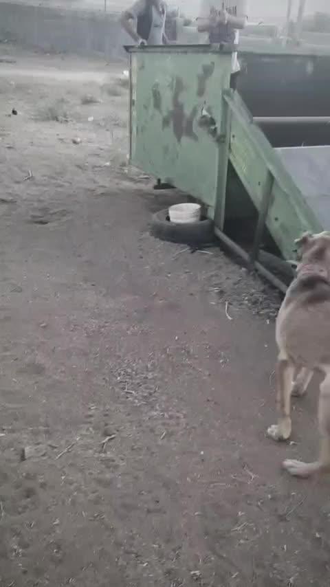 واگذاری سگ نگهبان|سگ|ملایر, |دیوار