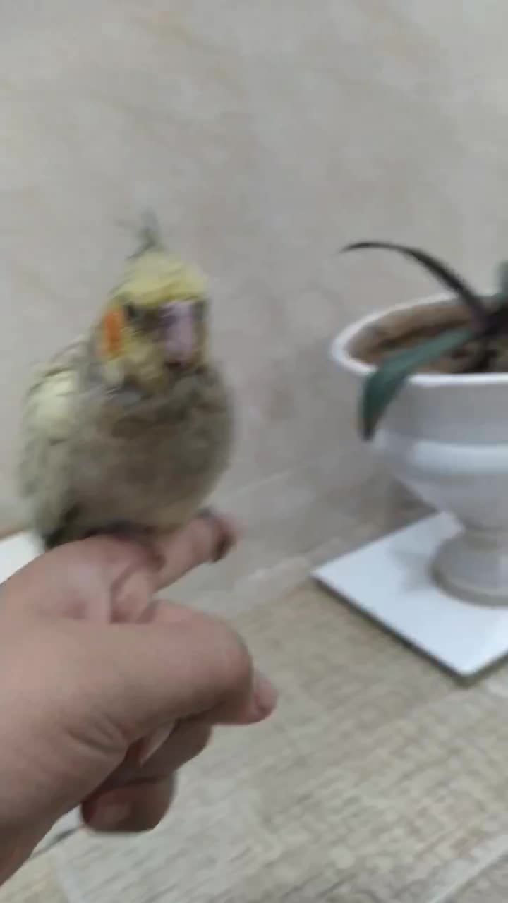 ساعت حراج کاملاً دستی|پرنده|فردوس (خراسان), |دیوار