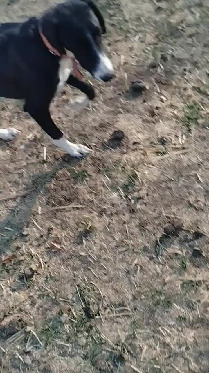 دوستان دوعدد سگ رایگان دارم فقط فوری|سگ|پیرانشهر, |دیوار