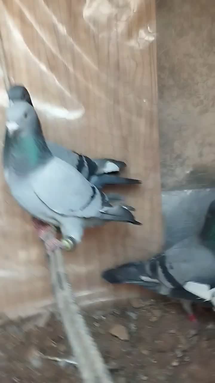 کبوتر جوانه سبز و پولک پرشی. درجه یک|پرنده|قائن, |دیوار