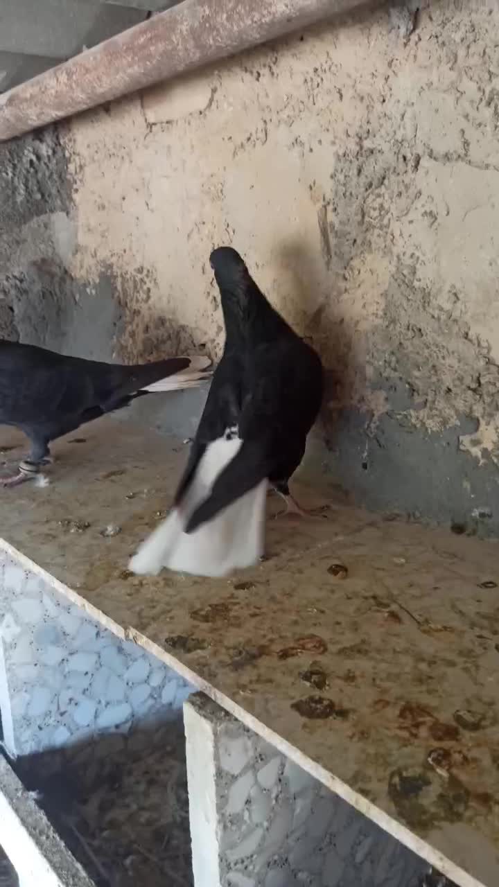 دم سفید|پرنده|گله دار, |دیوار