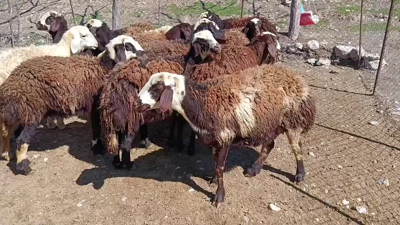 بره ماده|حیوانات مزرعه|فیروزآباد (لرستان), |دیوار