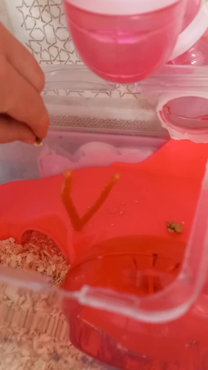 همستر کمپل رام و دستی و بازیگوش|موش و خرگوش|همدان, |دیوار