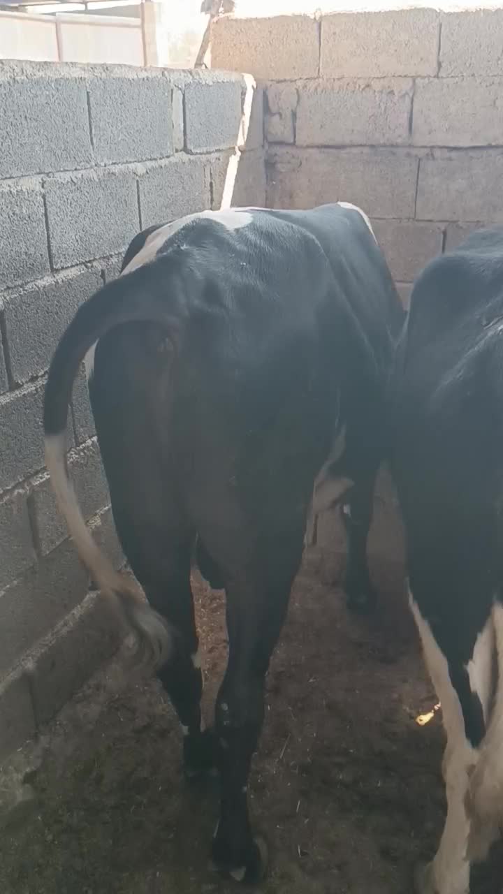 فروش گوساله نر|حیوانات مزرعه|فراشبند, |دیوار