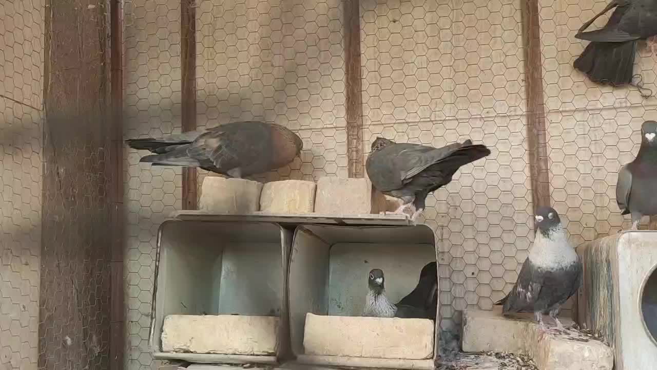 موشی|پرنده|هرند, |دیوار