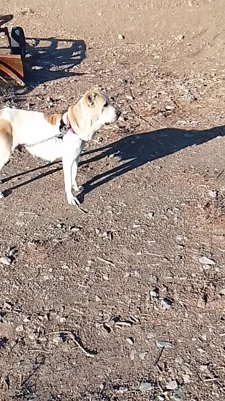 سگ ماده|سگ|نهبندان, |دیوار