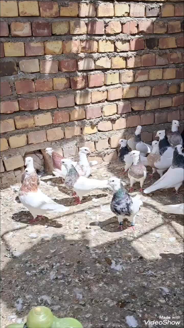 طوقی همه رنگ|پرنده|نوده انقلاب, |دیوار