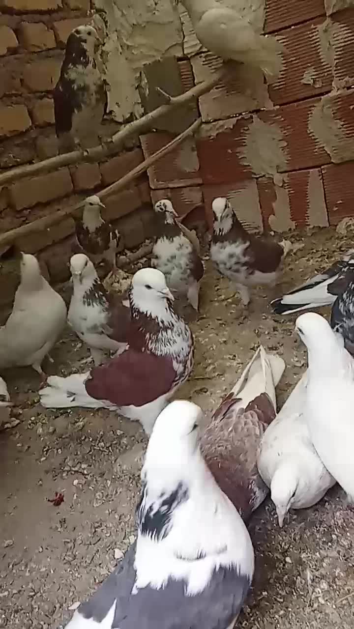 کبوتر پرشی|پرنده|قره پشتلو, |دیوار