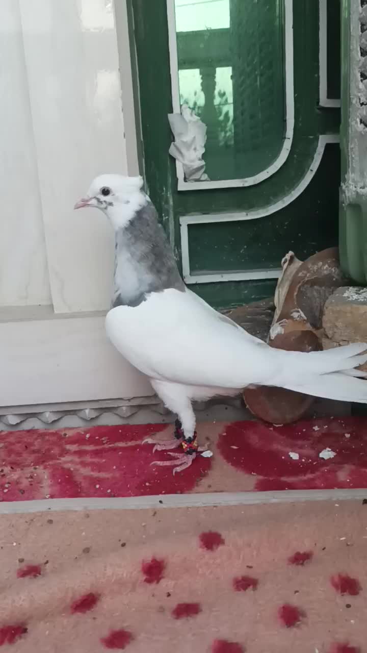 به شرط|پرنده|نورآباد ممسنی, |دیوار