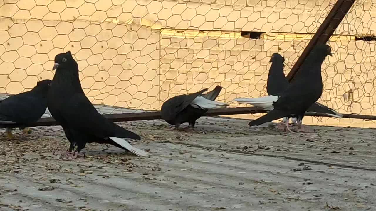 دم سفید|پرنده|برازجان, |دیوار