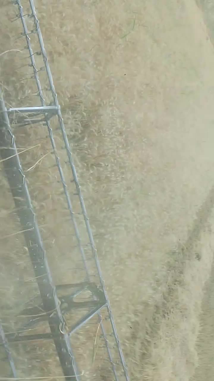 گندم شبرنگ درجه یک پارسال مادری بوده|عمده‌فروشی|قلعه شاهین, |دیوار