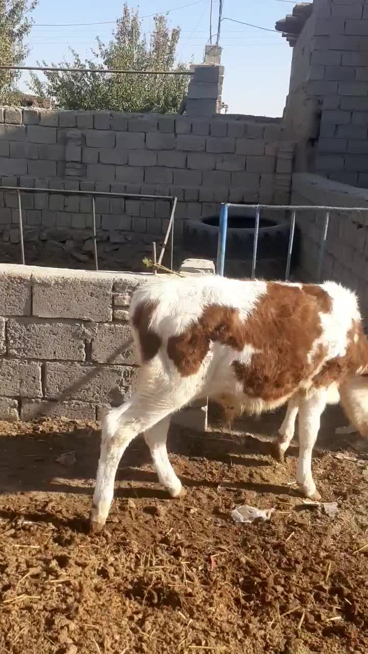 گوساله سیمیتال نر۵ماه|حیوانات مزرعه|بکتاش, |دیوار