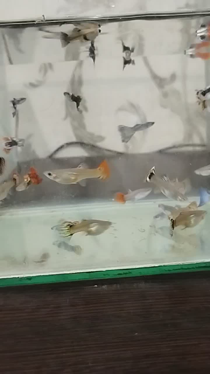 ماهی گوپی|ماهی|آبادان, |دیوار