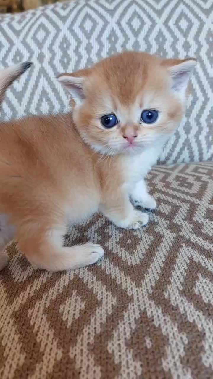 گربه|گربه|گرگان, |دیوار