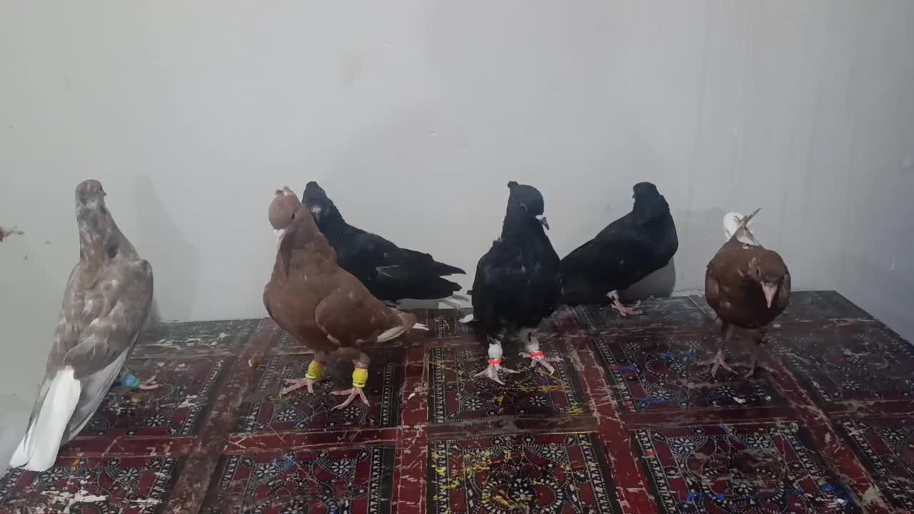 دمسفید|پرنده|قوچان, |دیوار