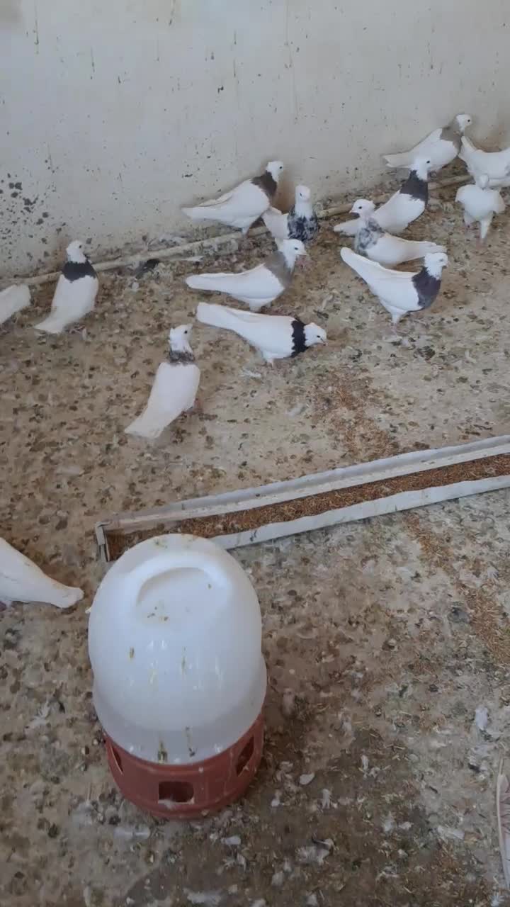 طوقی|پرنده|ایلام, |دیوار