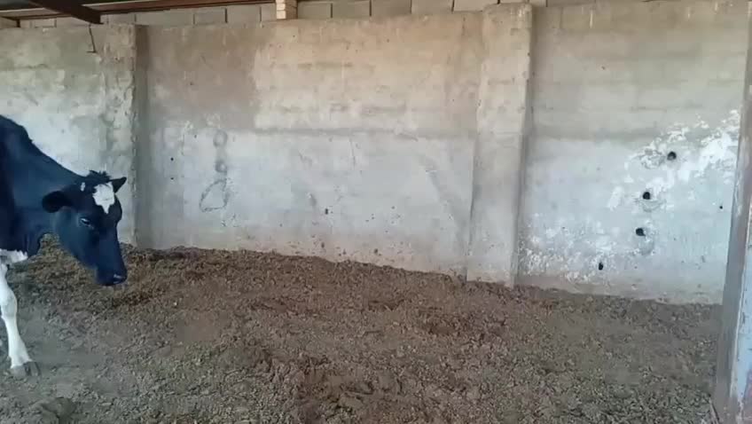 گاو|حیوانات مزرعه|مبارکه, |دیوار