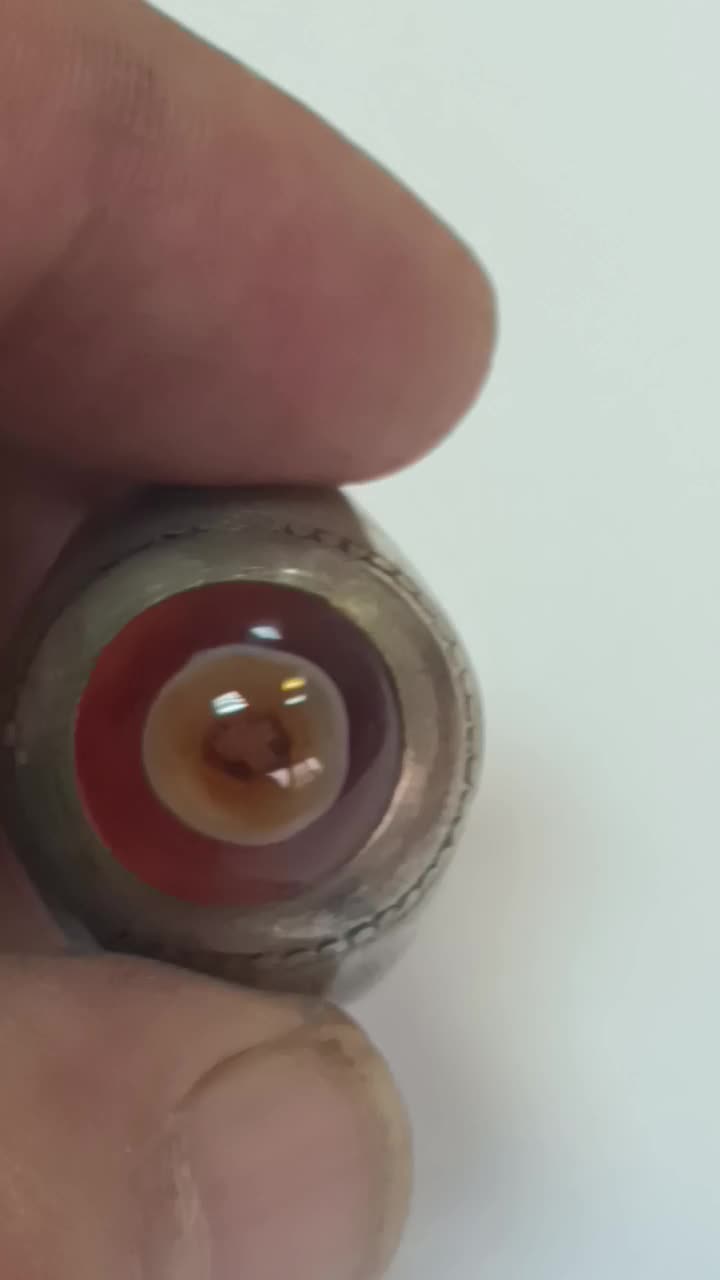 باباقوری سرخ تک چشم|جواهرات|بندر ماهشهر, |دیوار