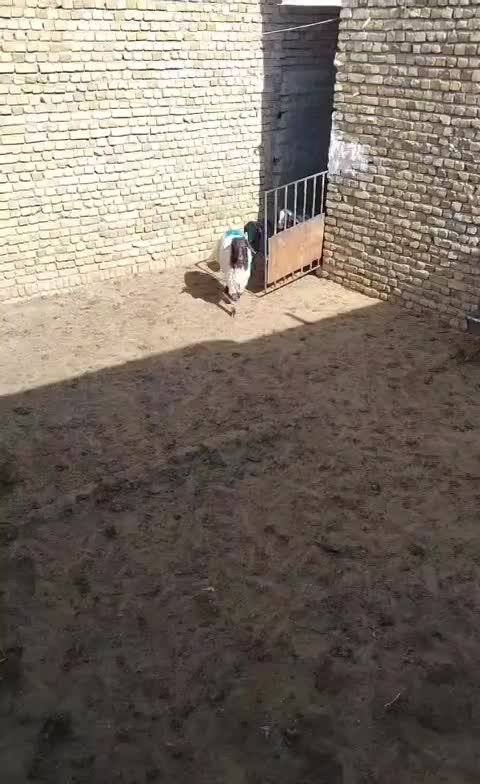 بره نر افشاری اصل جنس|حیوانات مزرعه|مشهد, طرق|دیوار