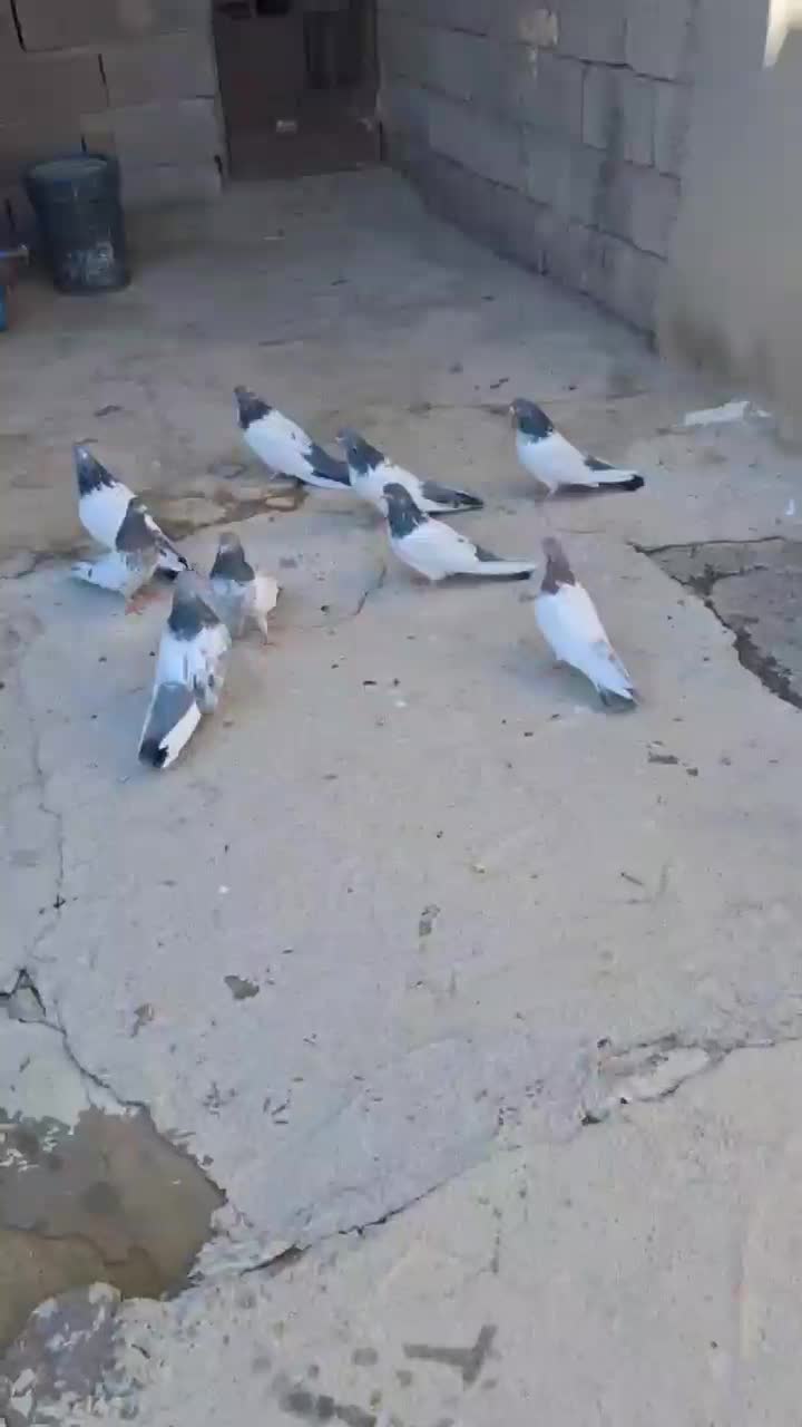 حیوانات|پرنده|لالجین, |دیوار