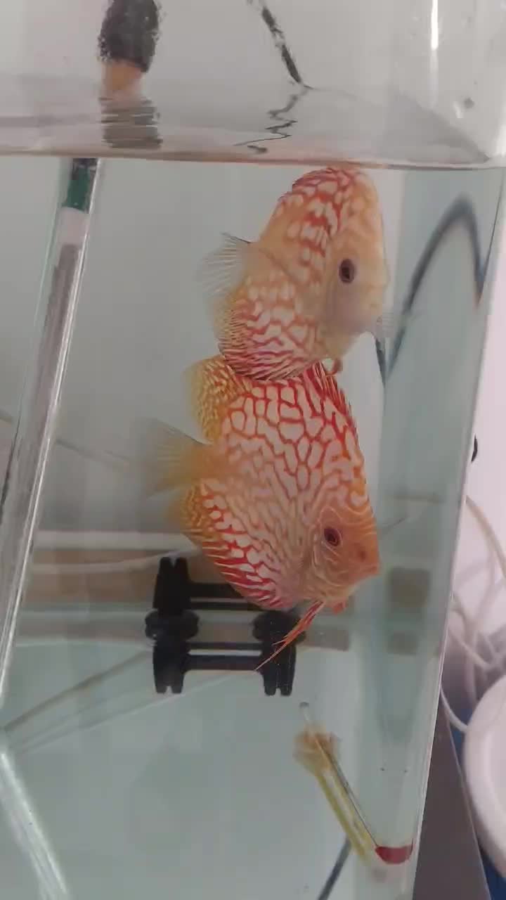 ماهی دیسکس|ماهی|پردیس, فاز ۳|دیوار