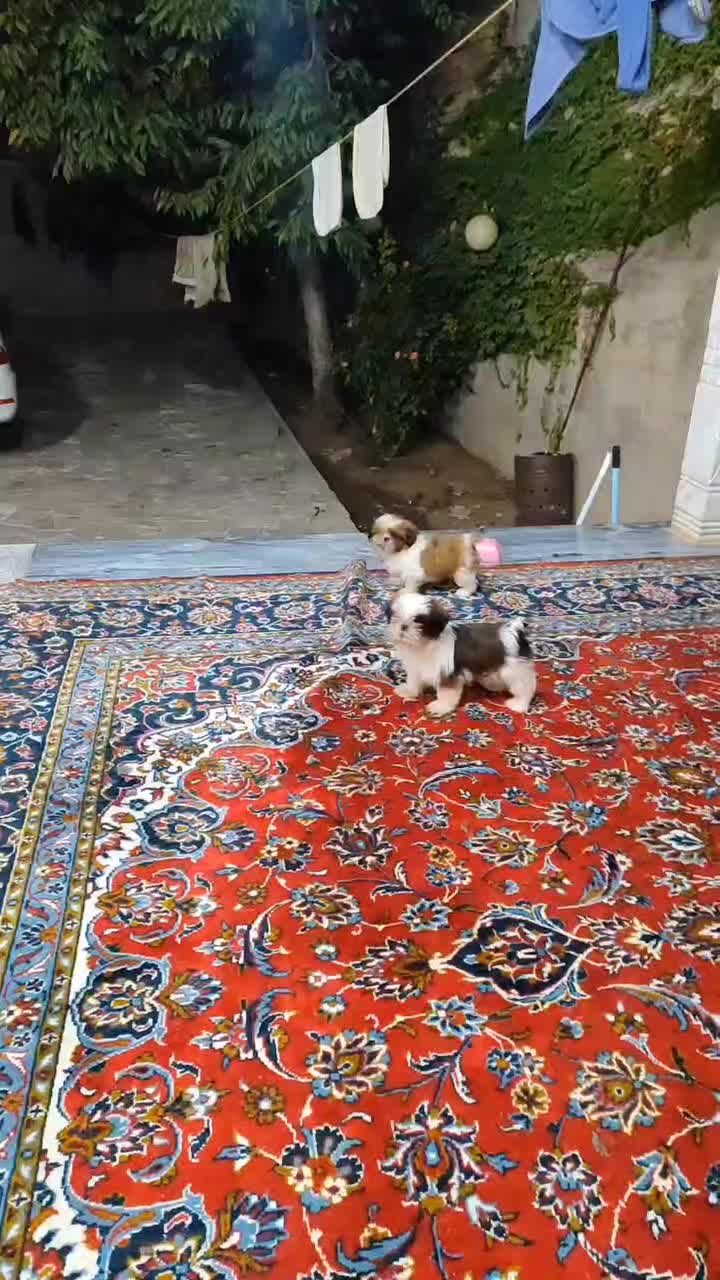 شیتزو فلت اصل سایز کوچیک|سگ|پرهسر, |دیوار