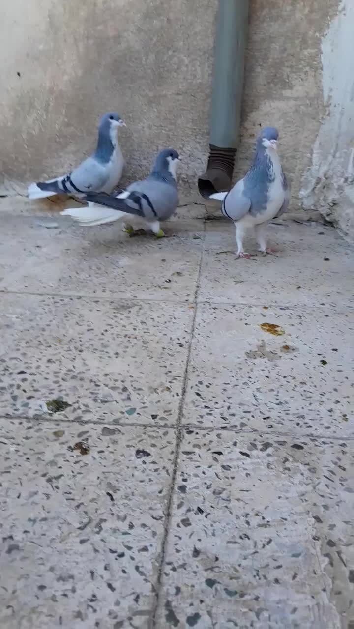 بدرنگ ماده|پرنده|الوند, |دیوار