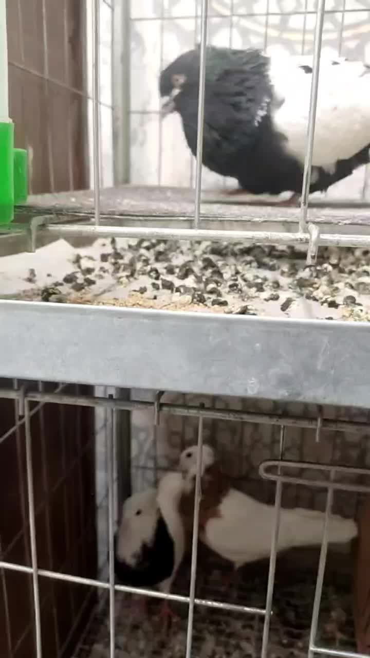 کبوتران مولداصیل بعلت جابجایی مکان بفروش میرسد .|پرنده|مشهد, نیروی هوایی|دیوار