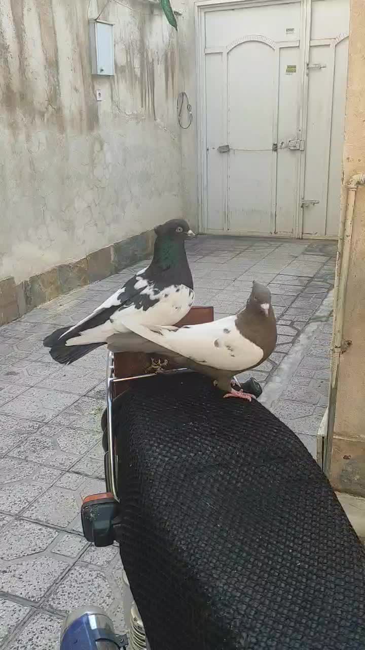 جفت سینه|پرنده|مرودشت, ابوذر شمالی‎|دیوار