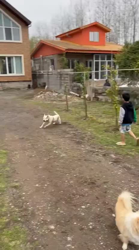 واگذاری سگ پیتبول یه ساله ماده|سگ|بندر انزلی, چهارفریضه|دیوار