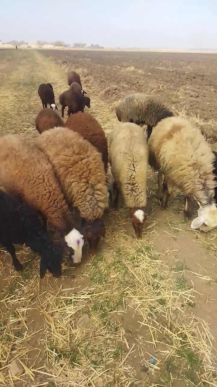 32 گوسفند|حیوانات مزرعه|گیان, |دیوار