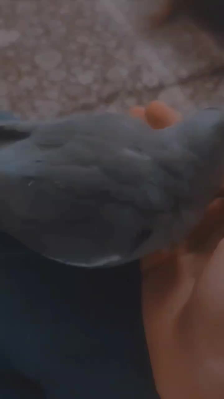 گمشده خواهش میکنیم کسی پیداش کرد بگه|پرنده|گلپایگان, |دیوار