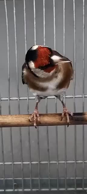 سهره|پرنده|کرج, بنیاد|دیوار