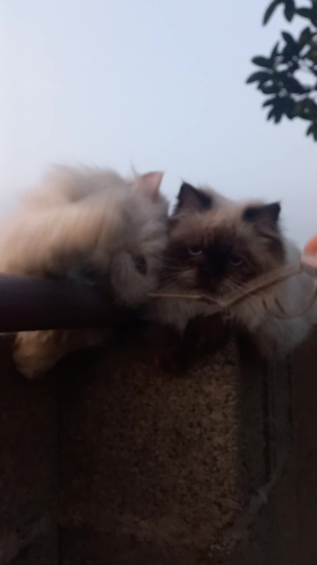 گربه پرشین|گربه|ماسال, |دیوار