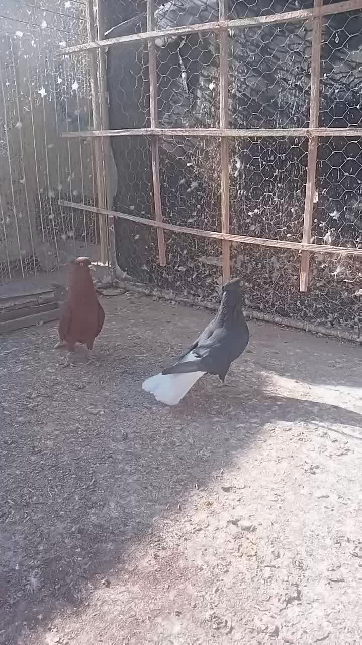 کبوتر|پرنده|اقبالیه, |دیوار