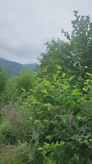 ۱۲۴۰ متر زمین مزگاه  نوروزی مالک هستم /کاسبی اقساط|فروش زمین و ملک کلنگی|نوشهر, |دیوار