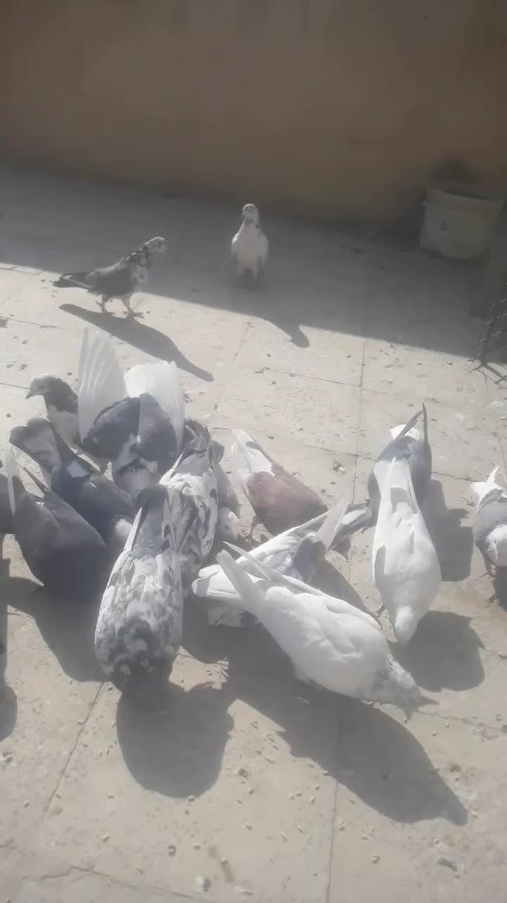 کفتر پرشی|پرنده|کهریزک, |دیوار