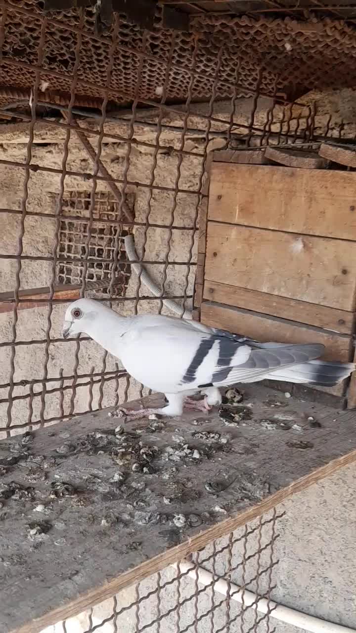 دوتاگرفتنی زرنگ|پرنده|بهبهان, |دیوار