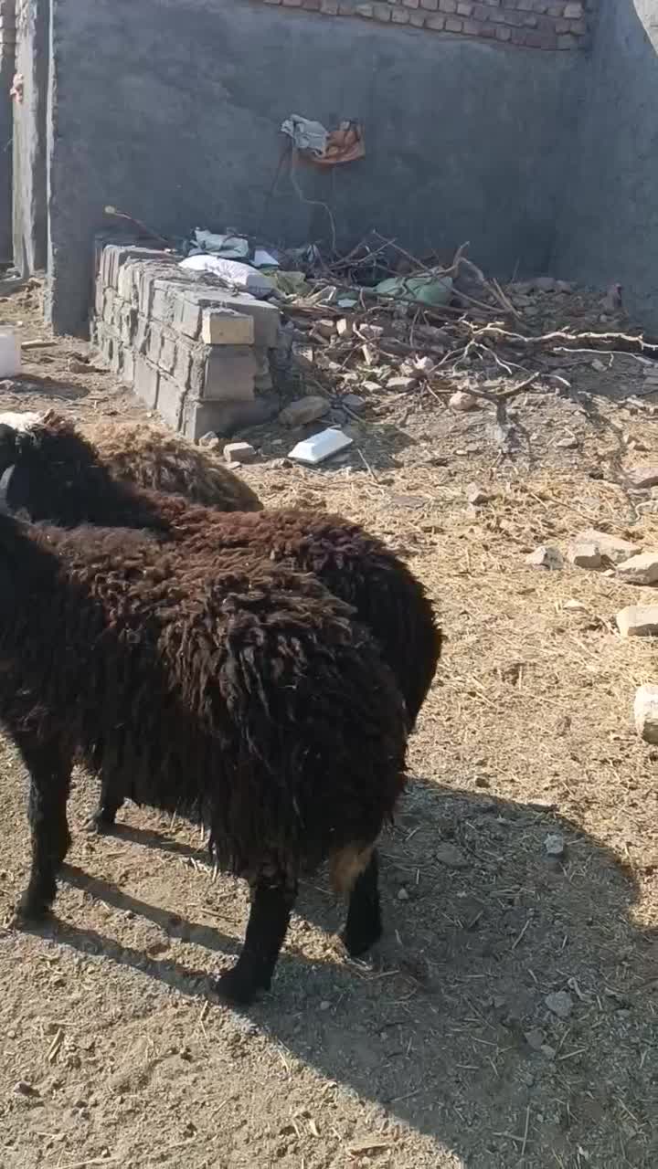 کاوربره|حیوانات مزرعه|تربت جام, مطهری|دیوار