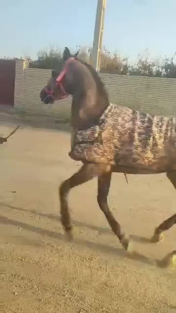 اسب عرب|اسب و تجهیزات اسبسواری|یزد, |دیوار