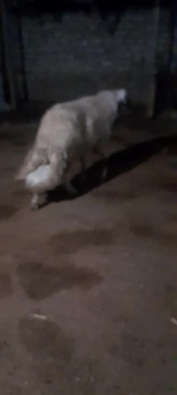 قوچ|حیوانات مزرعه|اسلام‌‌آباد غرب, |دیوار