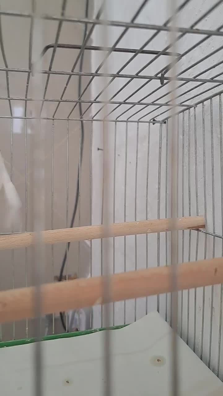 قناری ماده|پرنده|قم, بنیاد|دیوار