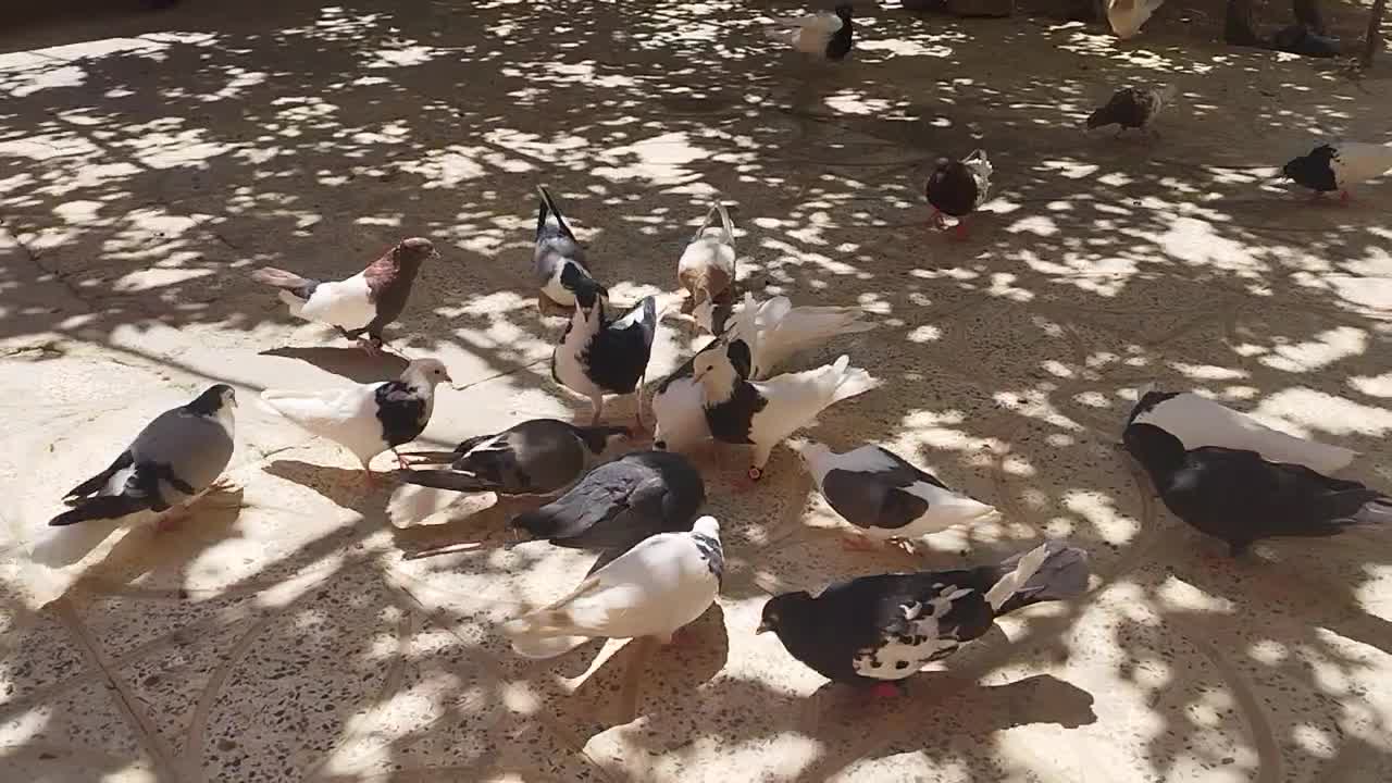کبوتر|پرنده|اصفهان, شهرستان|دیوار