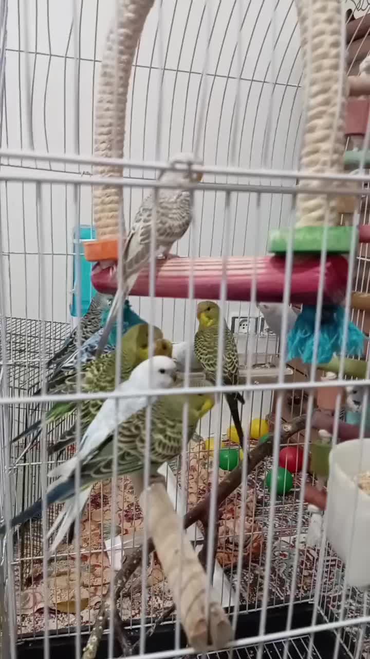 مرغ عشق|پرنده|اردبیل, |دیوار