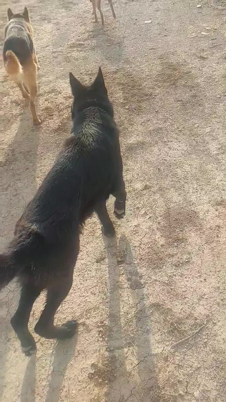 سگ ژرمن|سگ|کرج, مهرویلا جنوبی|دیوار