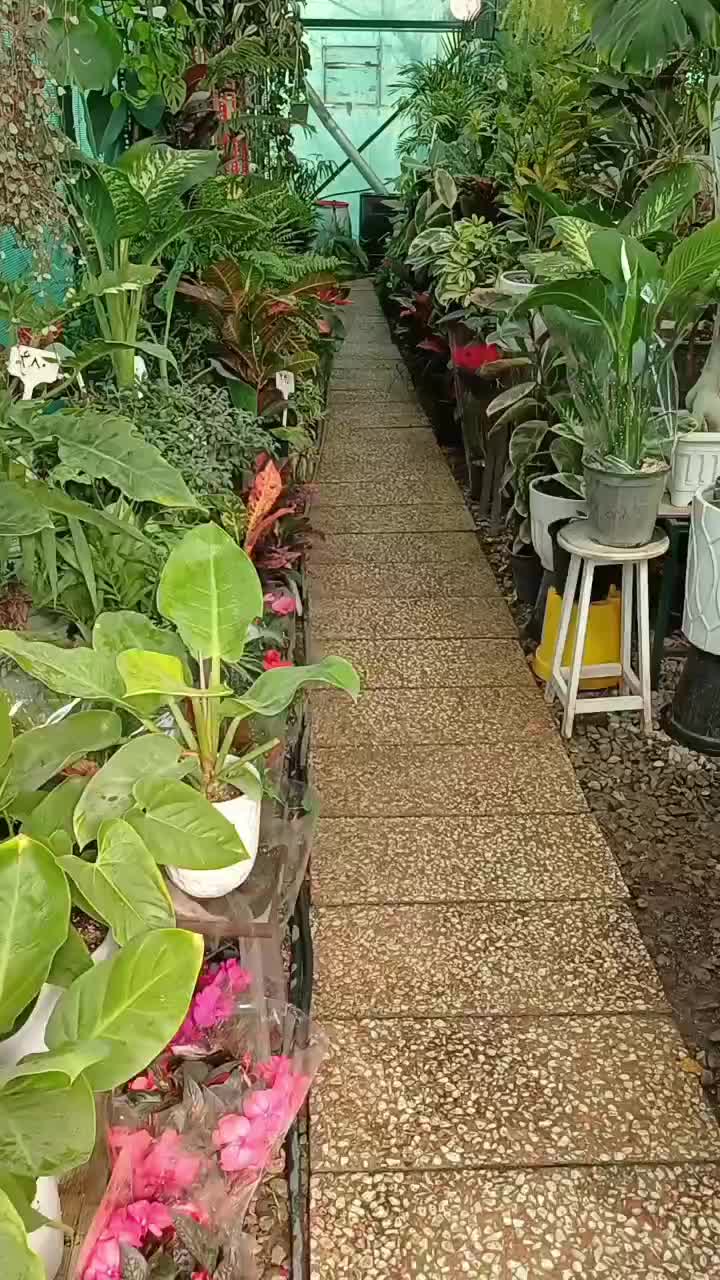 گل و گیاه آپارتمانی|گل و گیاه طبیعی|فردیس, شهرک ناز|دیوار