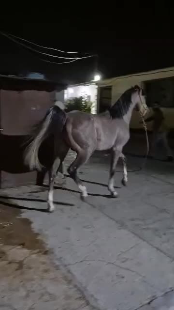 اسب نریان کرد پنج ساله|اسب و تجهیزات اسبسواری|کرمانشاه, |دیوار