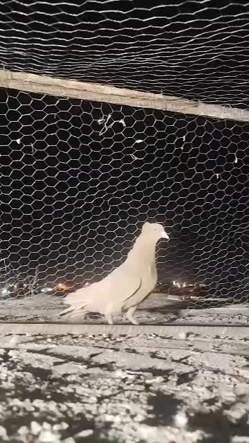 زرد|پرنده|کرمان, |دیوار