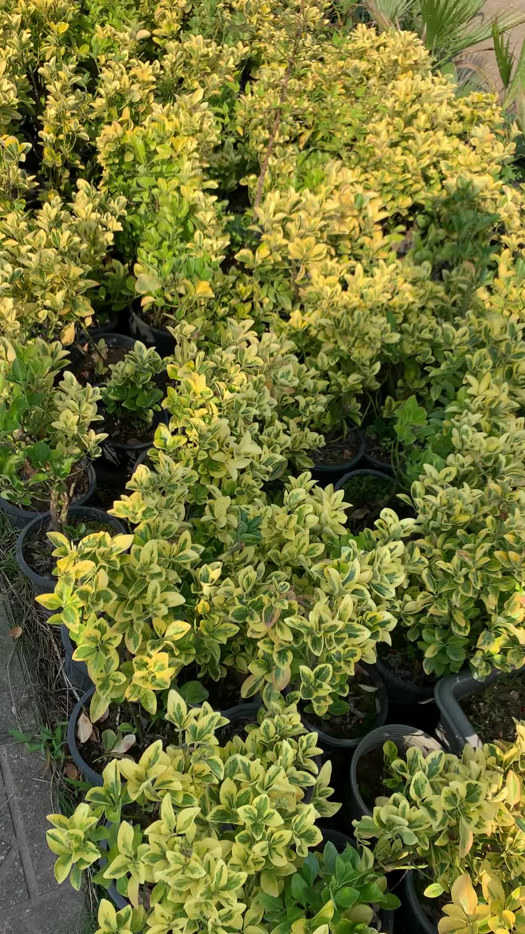 شمشاد طلایی ریشه پرس|گل و گیاه طبیعی|واجارگاه, |دیوار