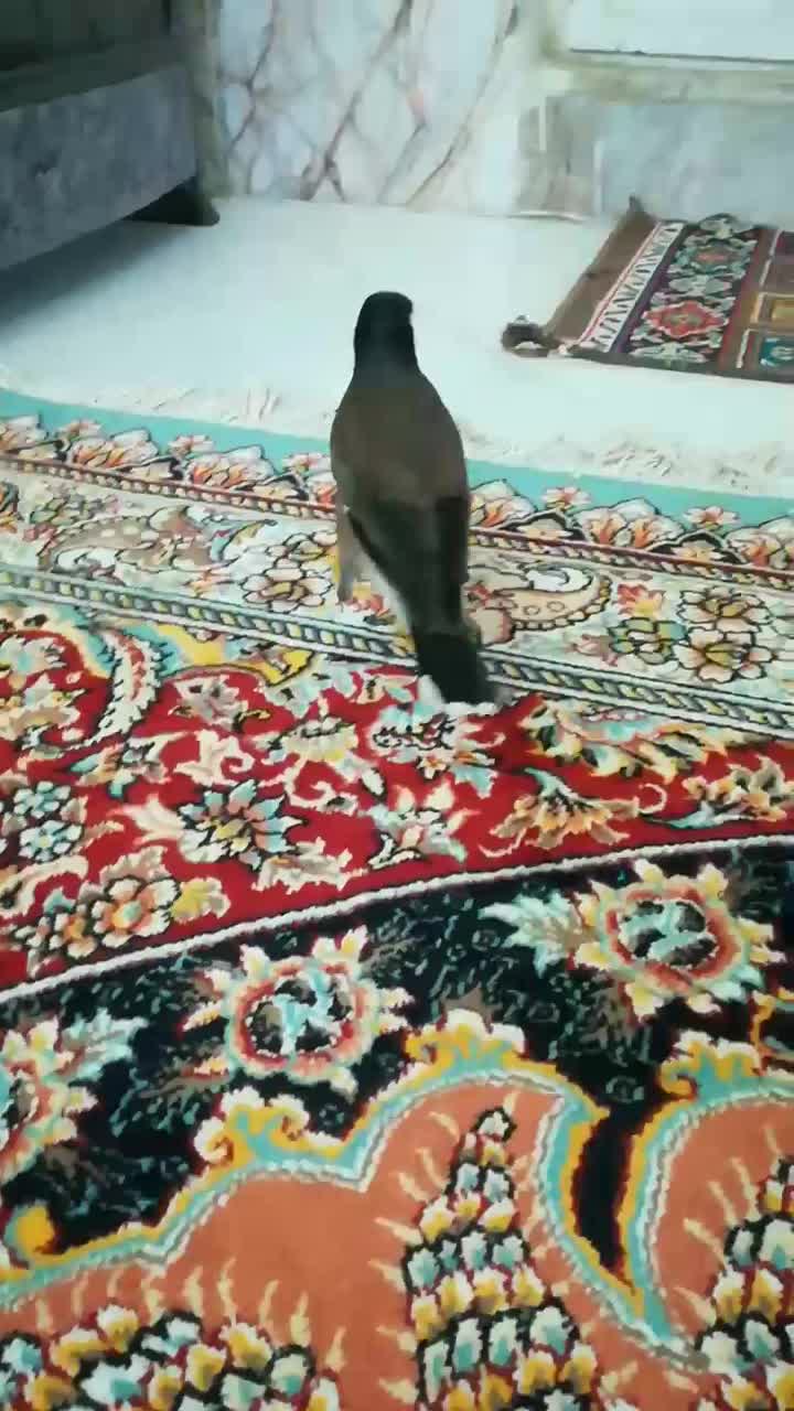 مینا سخنگو دستی افغان خوش صدا|پرنده|مشهد, قائم|دیوار